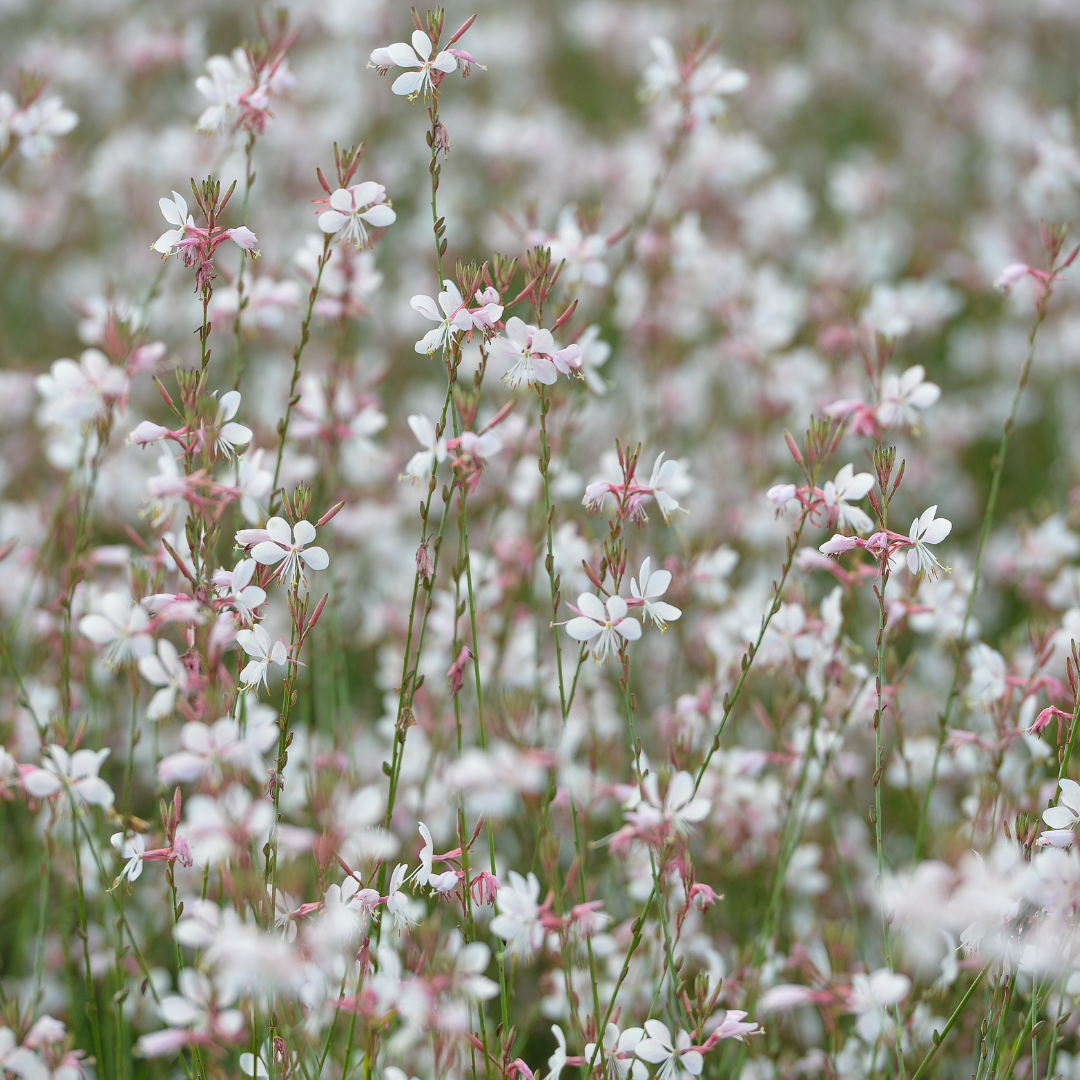 12x Gaura lindheimeri - ↕10-25cm - Ø9cm