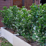 Green boutiQ - Haagplanten - Prunus laurocerasus Etna - blad groen - 6 planten - 1 strekkende meter - groenblijvend - pot 17cm hoogte 50cm