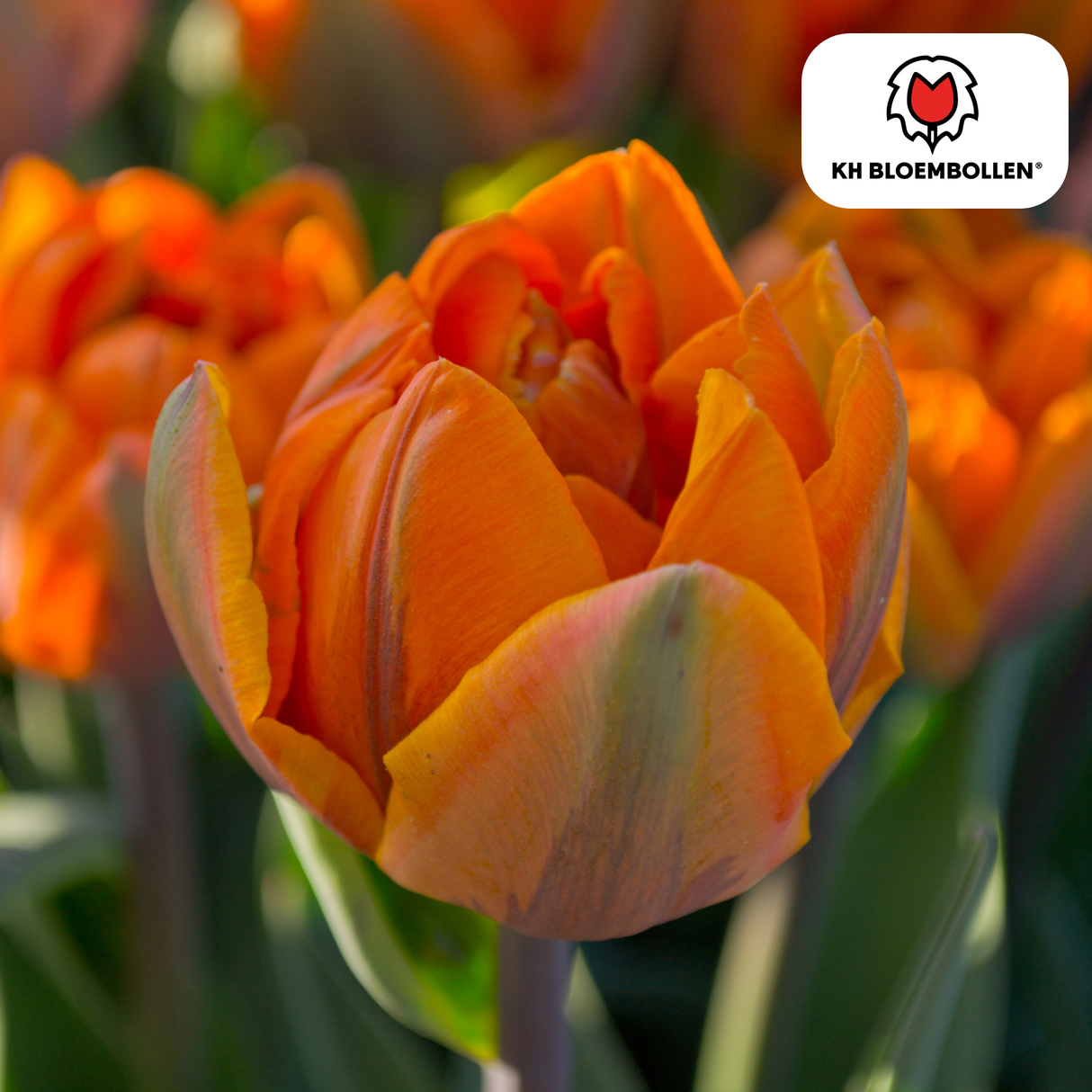 Bulbes de tulipes Icône – 20 pièces | KH Bloembollen® | Tulipe orange à fleurs doubles – Pleine, chaude et remarquable – Pour jardin ou pot – Taille 11/12 – Frais du producteur