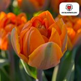 Bulbes de tulipes Icône – 20 pièces | KH Bloembollen® | Tulipe orange à fleurs doubles – Pleine, chaude et remarquable – Pour jardin ou pot – Taille 11/12 – Frais du producteur