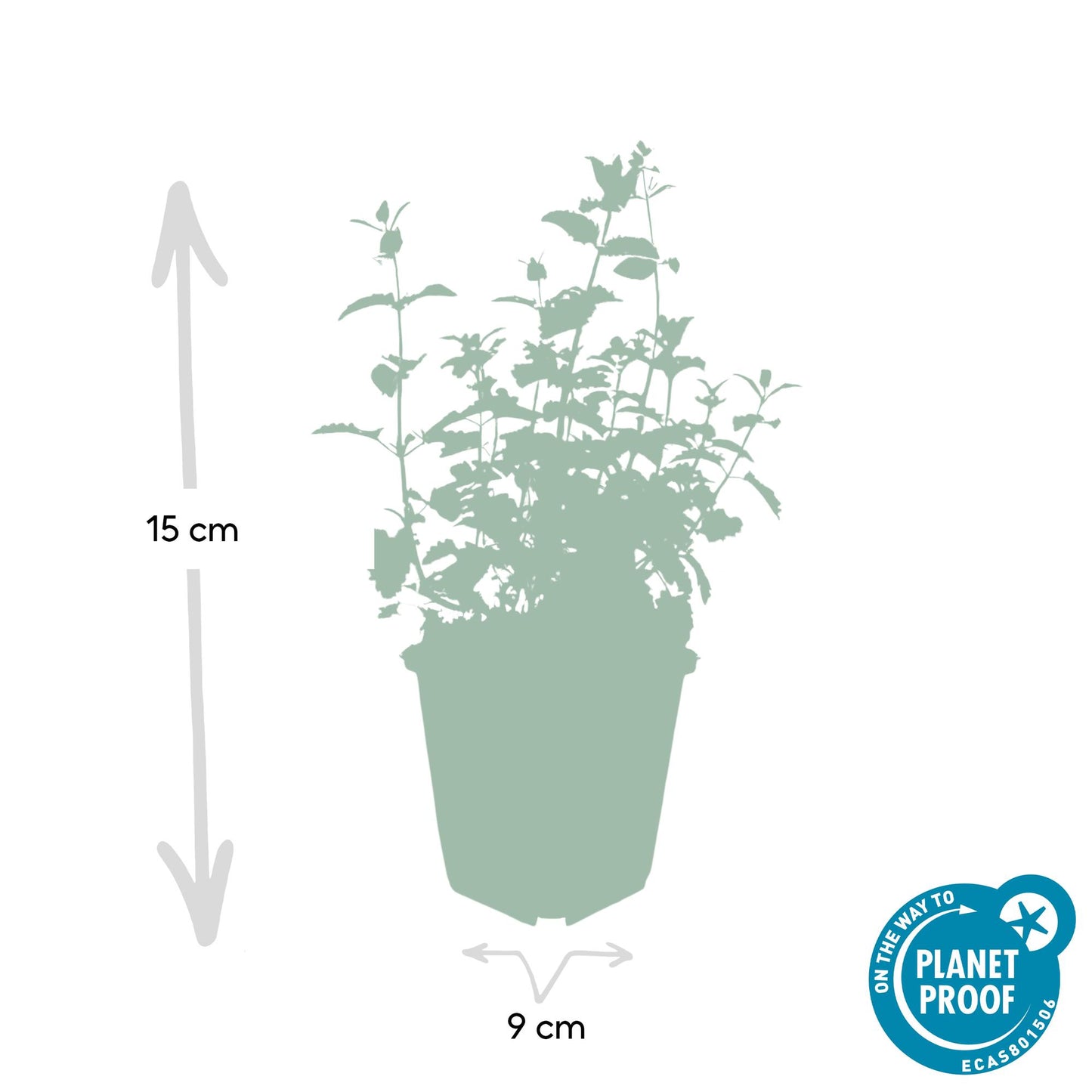 24x Nepeta 'Six Hills Giant' - ↕10-25cm - Ø9cm