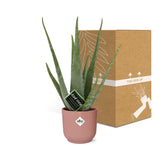 Aloe Vera 12cm in ELHO Vibes Fold 14cm roze