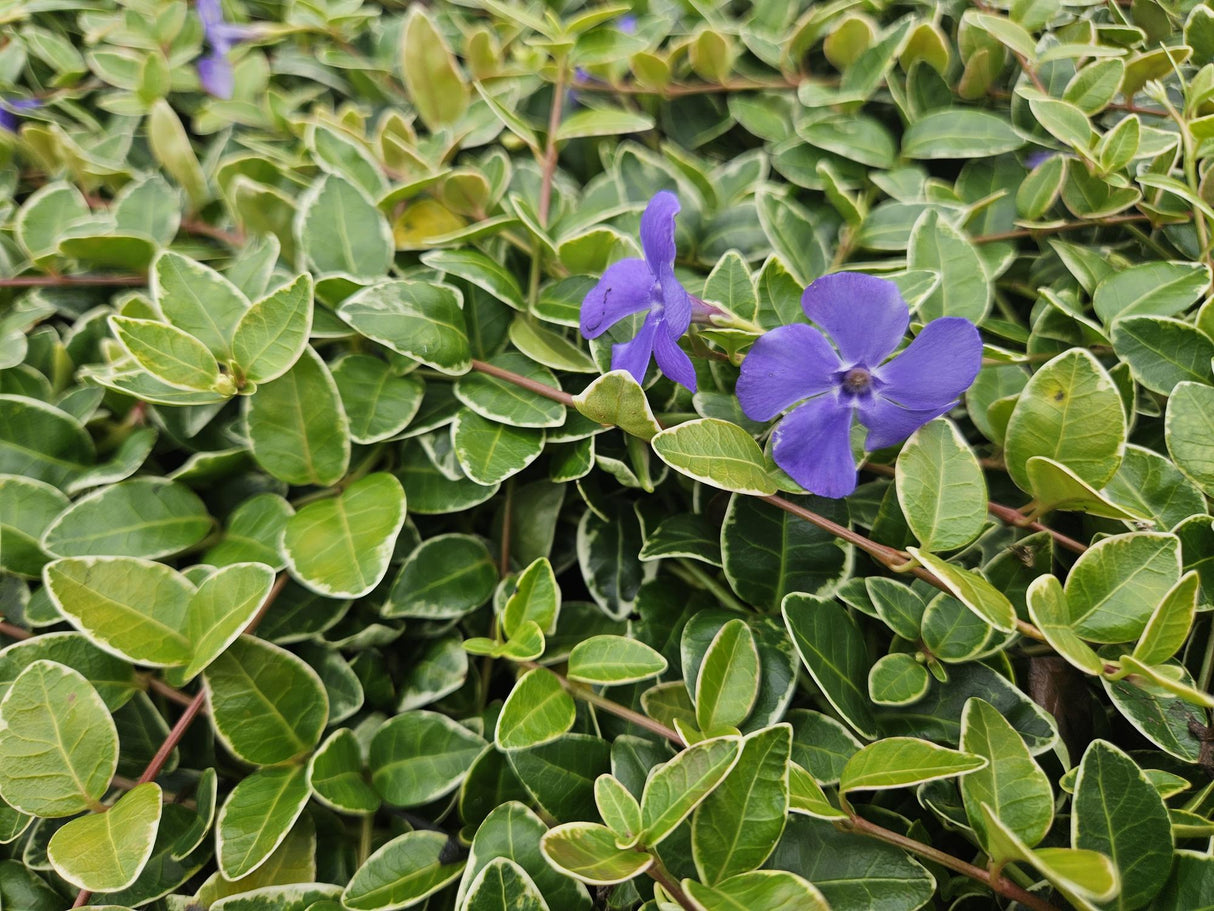 48x Vinca minor 'Ralph Shugert' - ↕10-25cm - Ø9cm