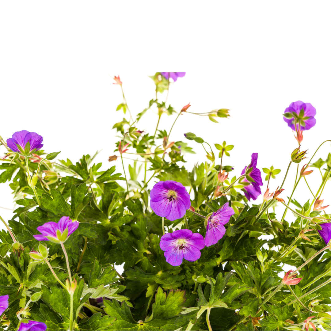 Géranium Rozanne Violet Ø19cm - ↕20cm - Ø30cm