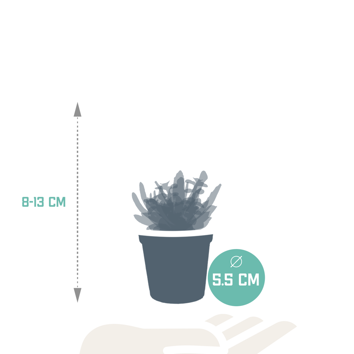Vetplanten mix 5.5 cm - 5x - zonder pot