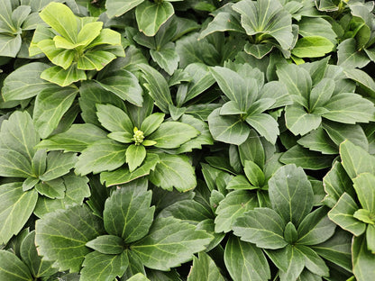 48x Pachysandra terminalis - ↕10-25cm - Ø9cm