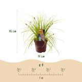 Green boutiQ - Siergrassen -  Carex oshimensis Everillo - Geel - 2 Planten - Bladhoudend - Weinig Onderhoud - Pot 17cm Hoogte 50cm