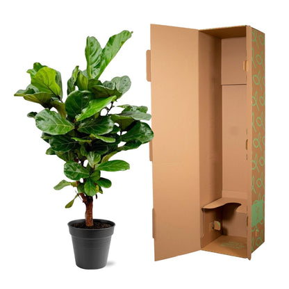 Ficus Lyrata vertakt - 140-160cm - ø 27-30cm