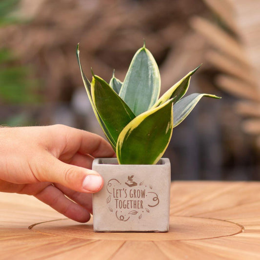 Relatiegeschenk - Sansevieria - Let's grow together
