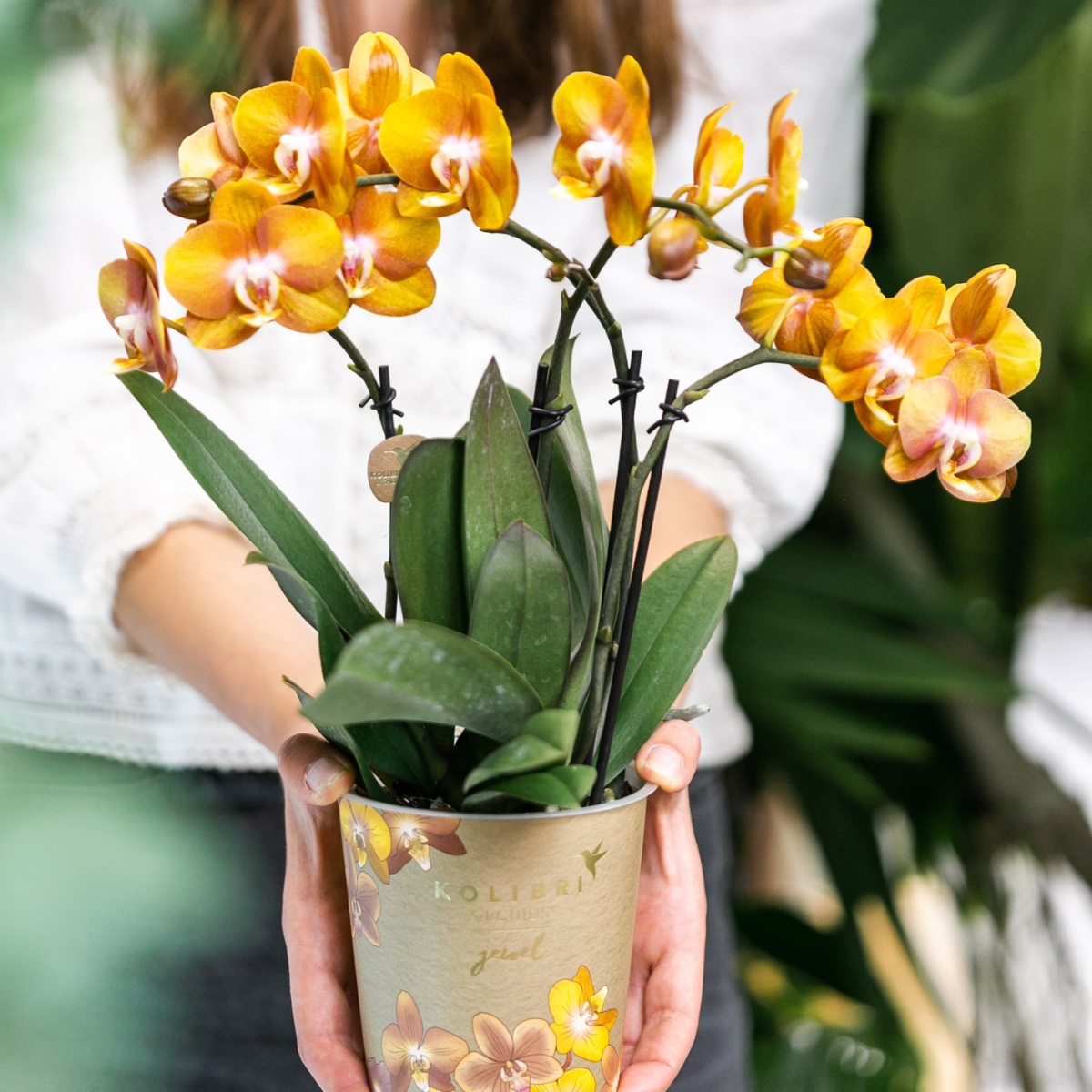 Kolibri Orchids | Oranje Phalaenopsis orchidee Las Vegas in gouden Groove sierpot - Ø12cm