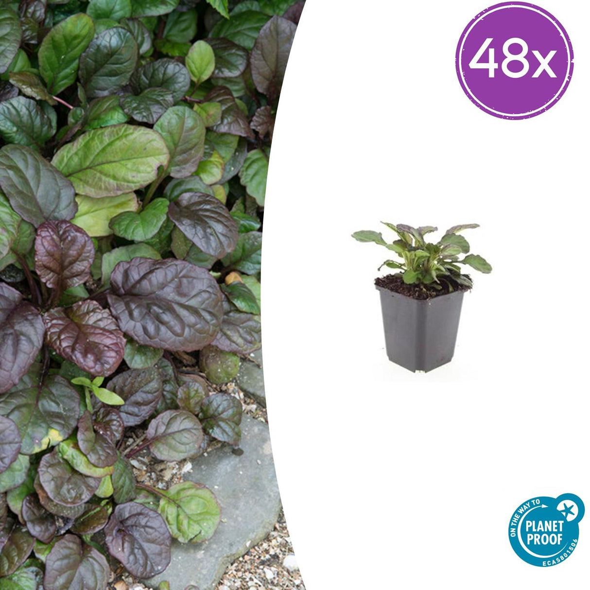 48x Ajuga reptans 'Catlin's Giant' - ↕10-25cm - Ø9cm
