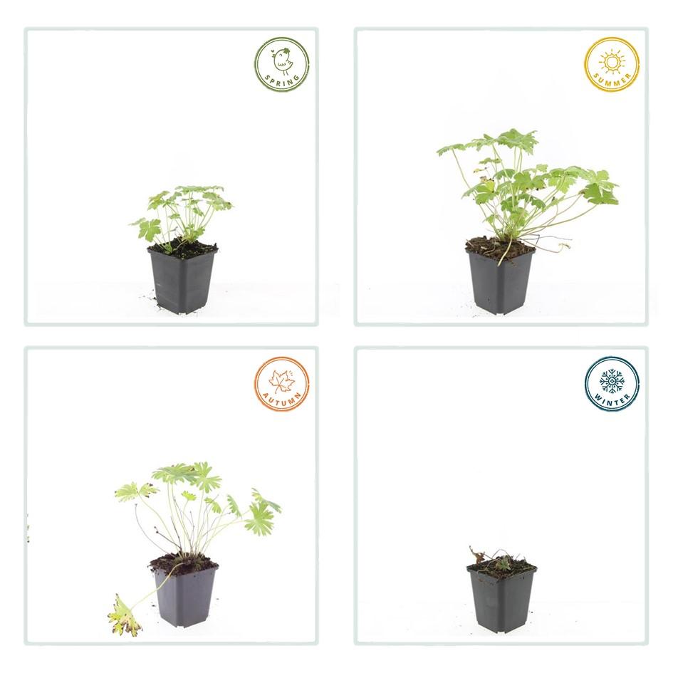 60x Geranium 'Tiny Monster' - ↕10-25cm - Ø9cm