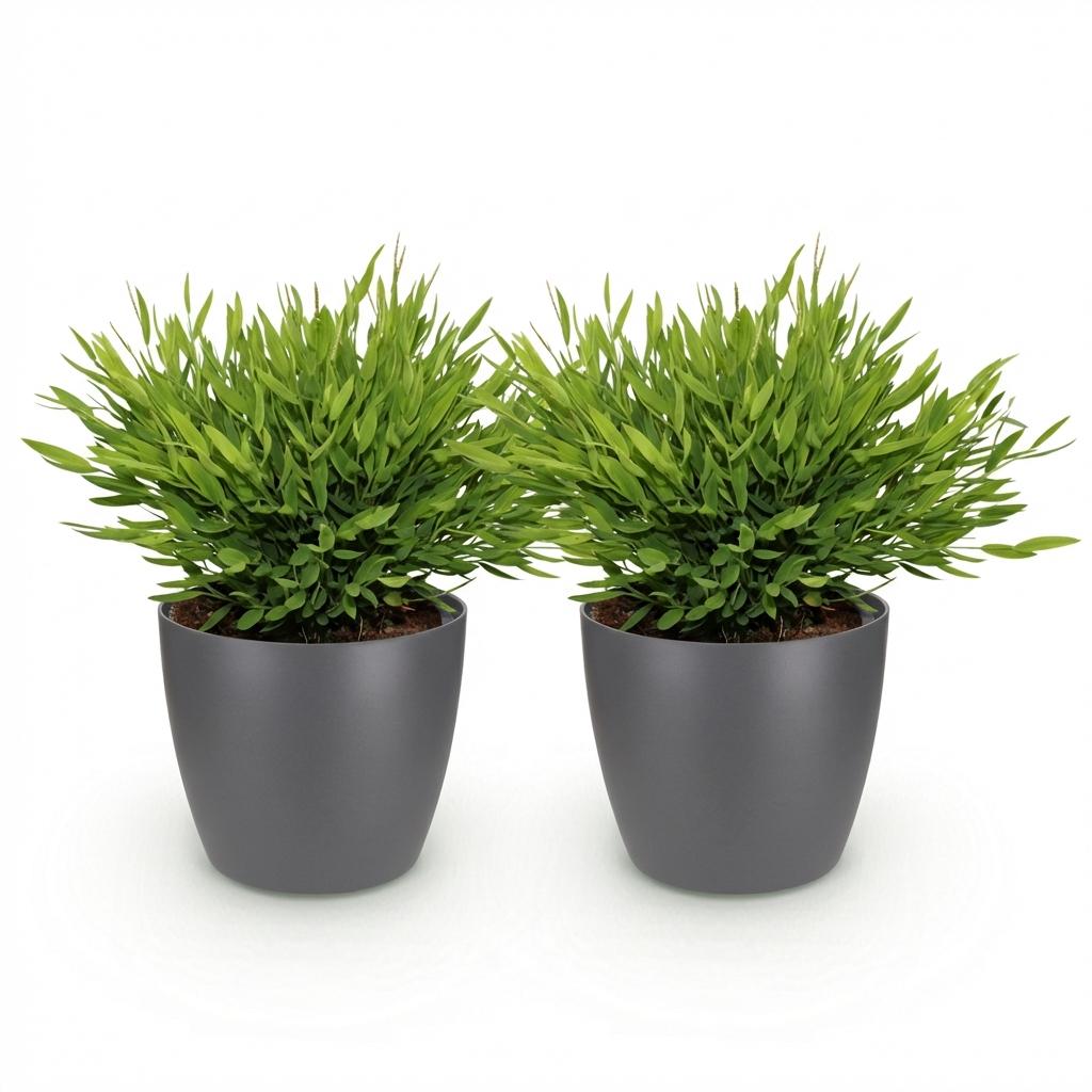 Bamusa Pogonatherum Monica - Bamboegras - Huisdiervriendelijke Plant - Groen - 2 Planten - met Potter Grijs - Pot 12cm - Hoogte 20cm