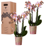 Kolibri Orchids - Surprise box mix - planten eenkleurig voordeel box - verrassingsbox met 2 orchideeën Ø9cm - vers van de kweker