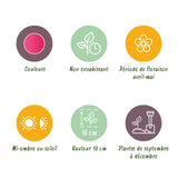 Green boutiQ - Bulbes de fleurs - Tulipe Little Beauty - Couleur Rose foncé - 25 pièces - Taille du bulbe 6/7 - Pack XXL
