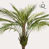 Kunstpflanze - Chamaedorea - Bergpalme - 85 cm