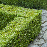 Green boutiQ - Haagplanten - Buxus sempervirens -  blad groen - 6 planten - 1 strekkende meter - groenblijvend - pot 17cm hoogte 45cm