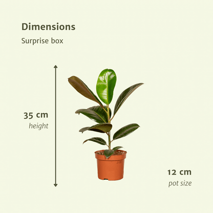 Verrassingsbox - ↕25cm - Ø12cm - x10
