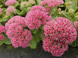 48x Sedum 'Herbstfreude' - ↕10-25cm - Ø9cm