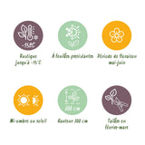 Green boutiQ - Haagplanten - Ilex Blue maid- blad groen - 8 planten - 1 strekkende meter - groenblijvend - pot 9cm hoogte 25-30cm