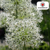 Allium White Giant 5 stuks