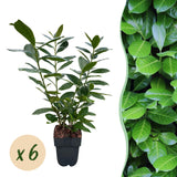Green boutiQ - Haagplanten - Prunus laurocerasus Novita - blad groen - 6 planten - 1 strekkende meter - groenblijvend - pot 17cm hoogte 50cm