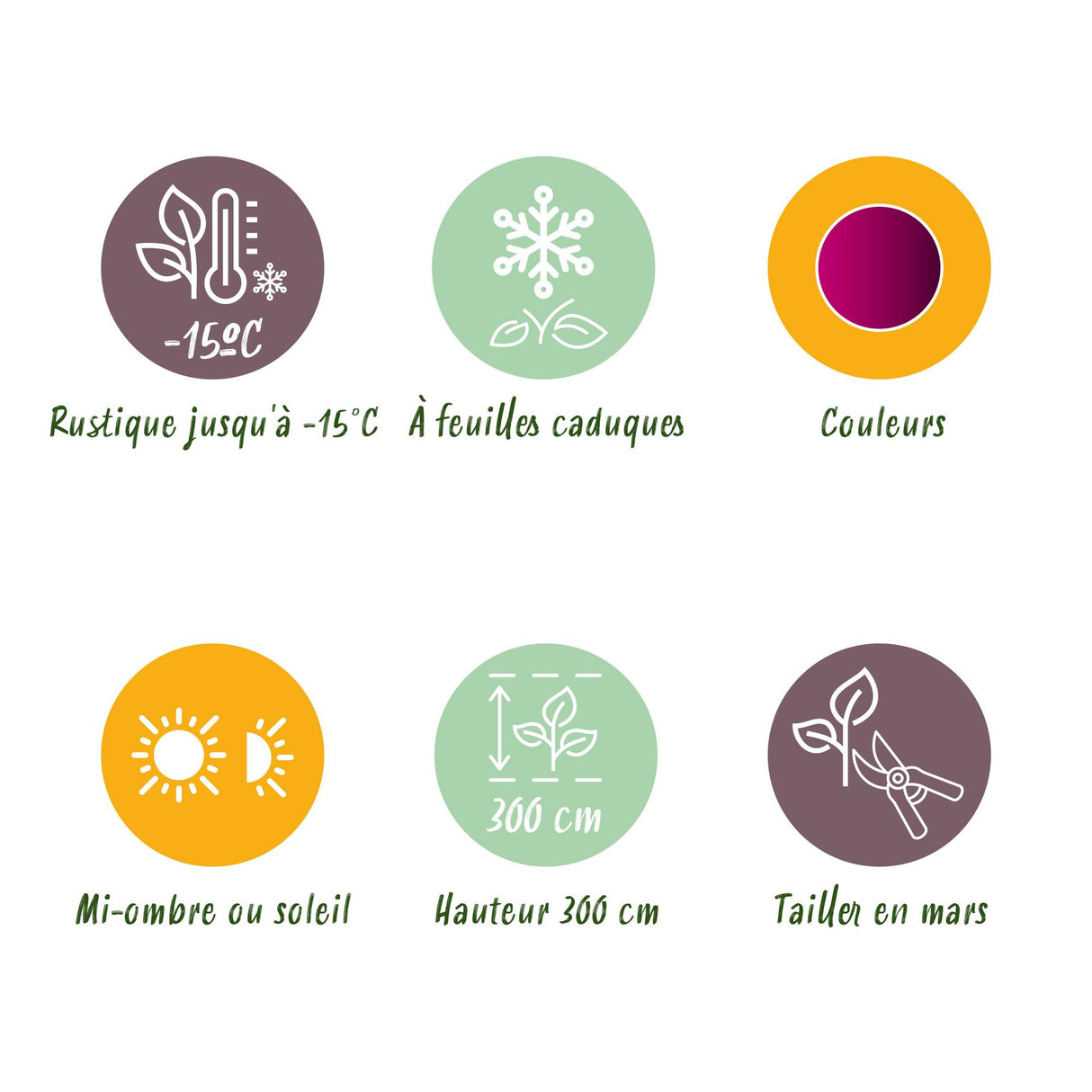 Green boutiQ - Terrasplant - Japanse Esdoorn - Acer palmatum Bloodgood - Rood - 2 Planten - Bladverliezend - Pot 19cm Hoogte 70cm