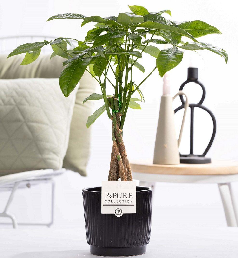Pachira Aquatica en céramique P&PURE Liv - Ø12cm - ↕45cm