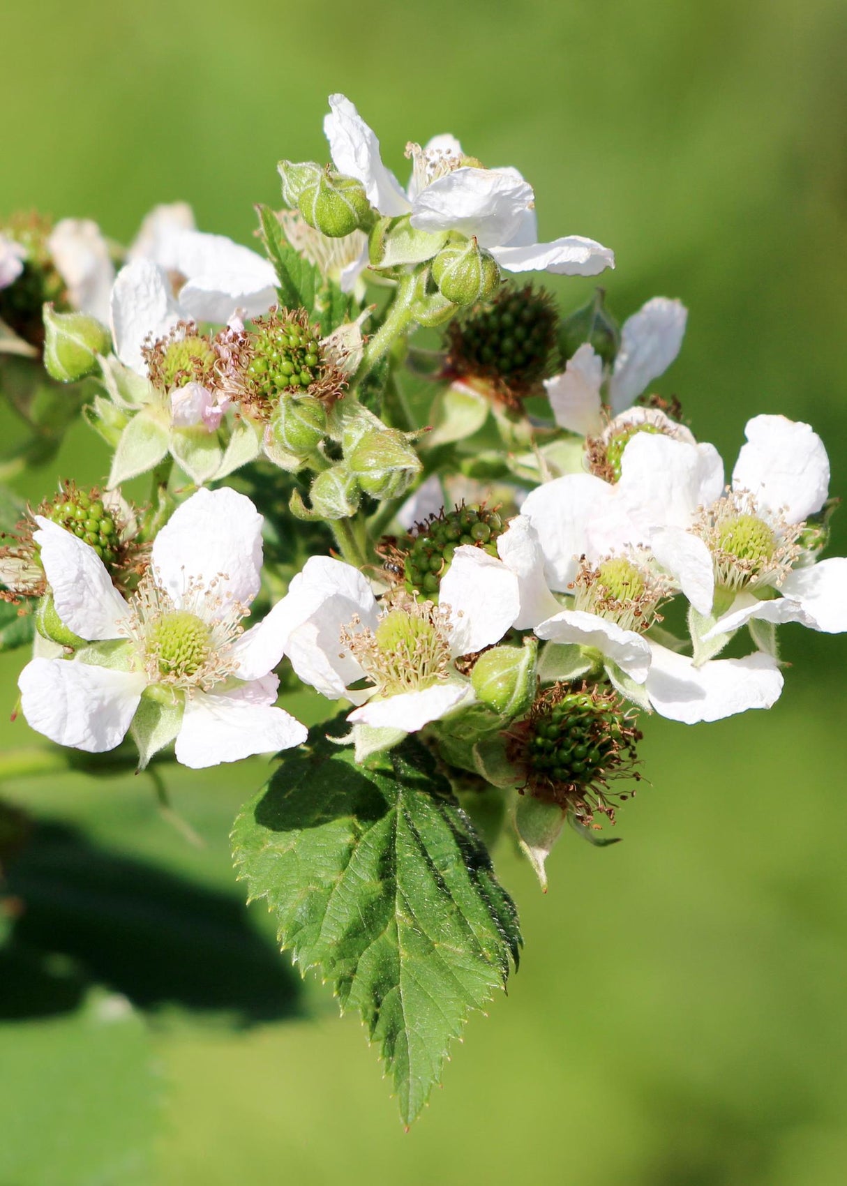 Rubus idaeus 'Malling Promise' - Framboos - ↕45cm - Ø13cm