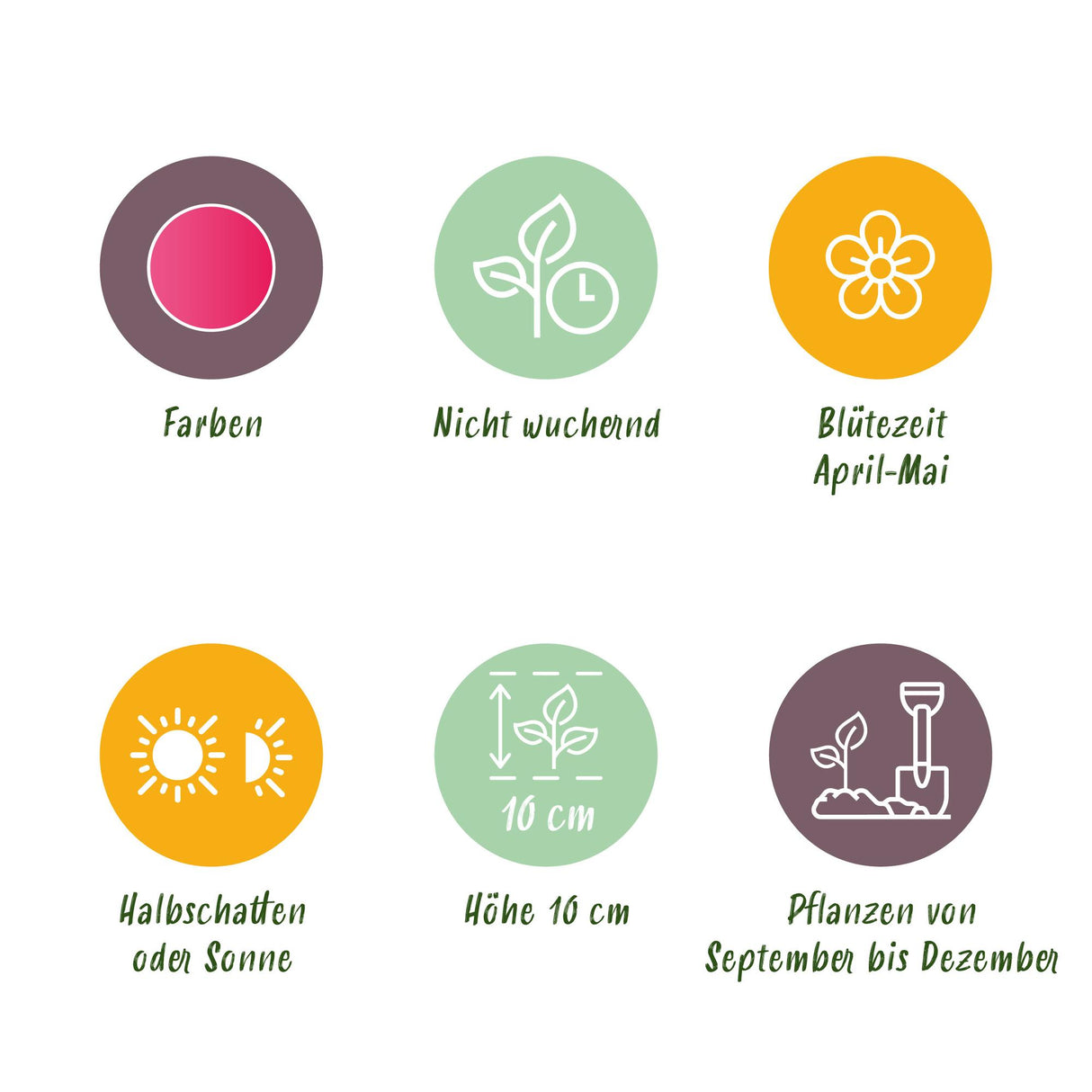 Green boutiQ - Bulbes de fleurs - Tulipe Little Beauty - Couleur Rose foncé - 25 pièces - Taille du bulbe 6/7 - Pack XXL