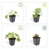 20x Geranium cant. 'Biokovo' - ↕10-25cm - Ø9cm