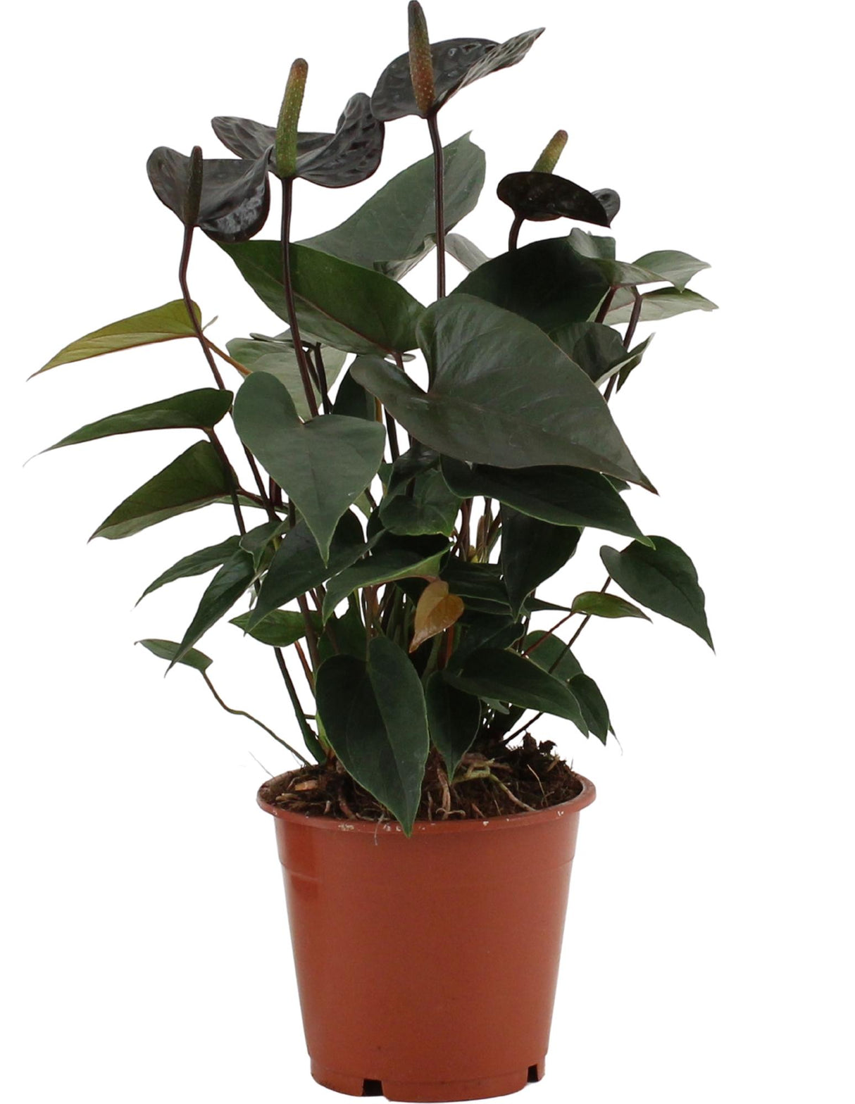 Flamingoplant / Anthurium – ↕36cm – ⌀12cm