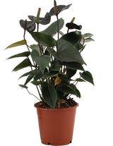 Flamingoplant / Anthurium – ↕36cm – ⌀12cm