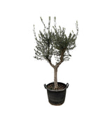 Olijfboom / Olea Europaea Cultivo – ↕220cm – ⌀40cm – in pot