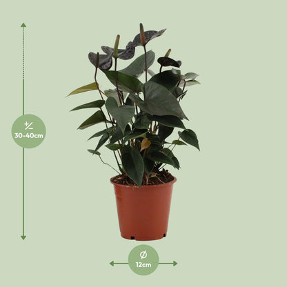 Flamingoplant / Anthurium – ↕36cm – ⌀12cm