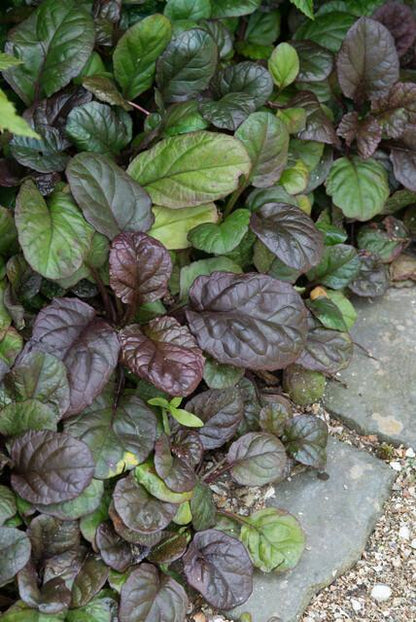 24x Ajuga reptans 'Catlin's Giant' - ↕10-25cm - Ø9cm