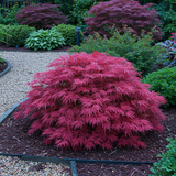 Green boutiQ - Terrasplant - Japanse Esdoorn - Acer palmatum Pink Dwarf - Roze - 2 Planten - Bladverliezend - Pot 19cm Hoogte 70cm