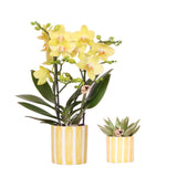 Kolibri Orchids | Set van gele orchidee Albenga en succulent in Painted Stripe sierpot - potmaat Ø9cm & Ø6cm | bloeiende kamerplant - vers van de kweker