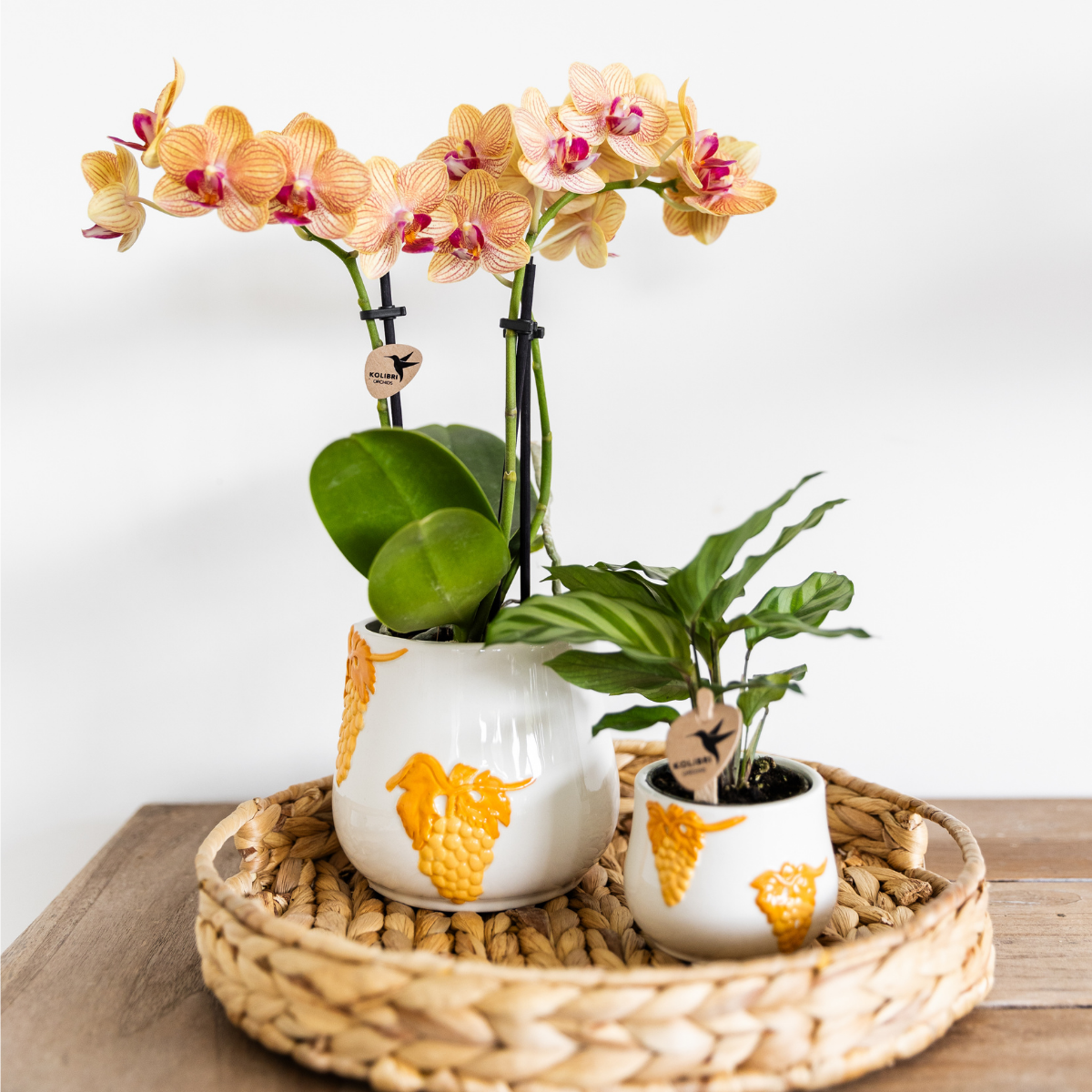 Kolibri Orchids | oranje Phalaenopsis orchidee potmaat Ø9cm | Jamaica | bloeiende kamerplant - vers van de kweker