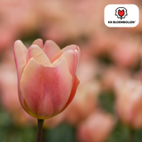 Bulbes de tulipes Apricot Foxx – 20 pièces | KH Bloembollen® | Tulipe saumonée – Élégante & à grandes fleurs – Pour jardin ou pot – Taille 11/12 – Frais du producteur
