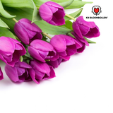Tulpenzwiebeln Purple Prince – 20 Stück | KH Bloembollen® | Lila-Violette Tulpe – Kräftig & Königliche – Für Garten oder Topf – Größe 11/12 – Frisch vom Züchter