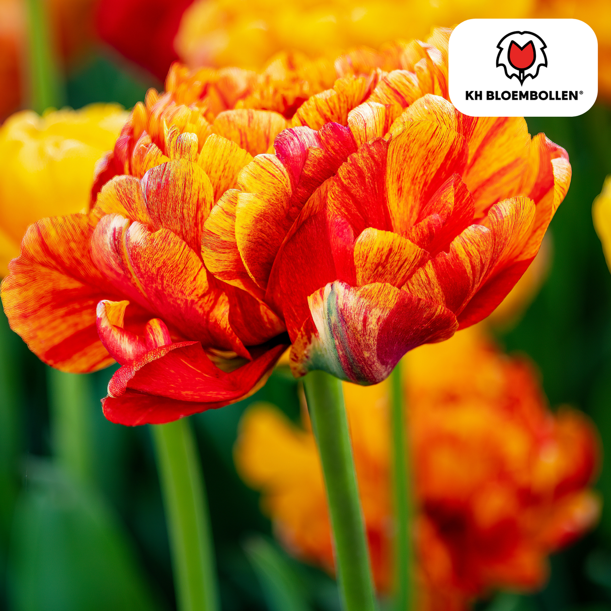 Tulpenbollen Gudoshnik Double – 20 Stuks | KH Bloembollen® | Geel, Oranje & Rode Dubbelbloemige Tulp – Pioenachtig & Kleurrijk – Voor Tuin of Pot – Maat 11/12 – Vers van de Teler