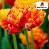 Tulpenbollen Gudoshnik Double – 20 Stuks | KH Bloembollen® | Geel, Oranje & Rode Dubbelbloemige Tulp – Pioenachtig & Kleurrijk – Voor Tuin of Pot – Maat 11/12 – Vers van de Teler