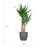 Yucca Elephantipes avec Viber noir - 90cm - Ø21