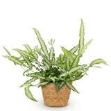 Pteris cretica Albolineata - Lintvaren - Huisdiervriendelijke Plant - Groen - 1 Plant - met Mand - Pot 12cm - Hoogte 20cm