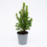 3x Mini-kerstboom - ↑15-20 cm - Ø 6 cm Picea Glauca Perfecta