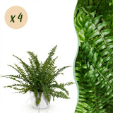 Nephrolepsis exaltata Green Lady - Varen - Huisdiervriendelijke Plant - Groen - 4 Planten - met Potter Wit - Pot 12cm - Hoogte 25cm