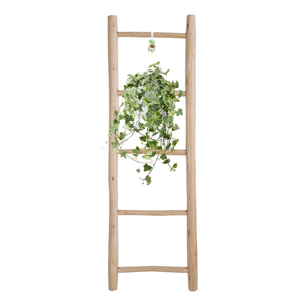 Lierre / Hedera Helix Plante Suspendue - Ø24cm - ↕60cm