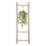 Lierre / Hedera Helix Plante Suspendue - Ø24cm - ↕60cm