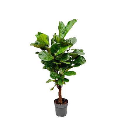 Ficus Lyrata vertakt - 140-160cm - ø 27-30cm